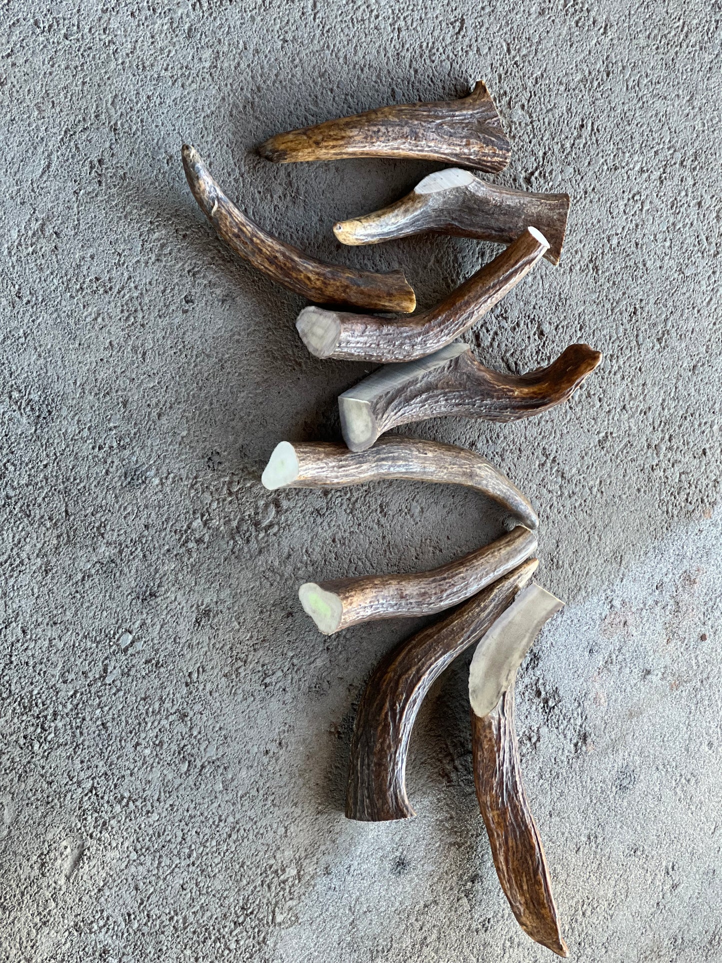 Large Moose Tines